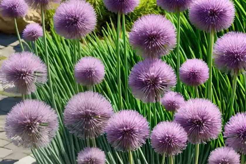 Allium karataviense (turkistan onion)