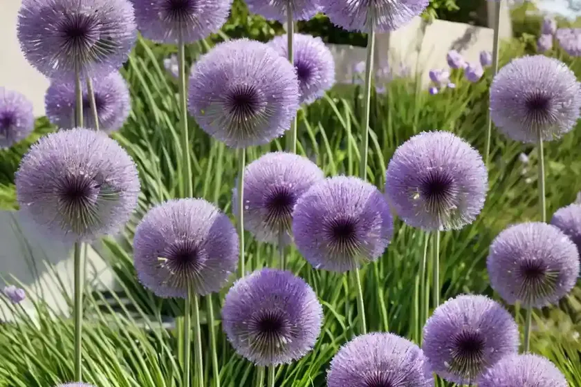 Allium ‘lavender bubbles’ (ornamental allium) — photo 2