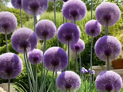 Allium ‘Lavender Bubbles’ (Ornamental Allium)