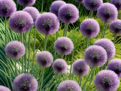 Allium ‘Medusa’ (Ornamental Allium)