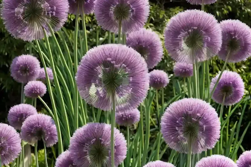 Allium ‘miami’ (ornamental onion) — photo 2