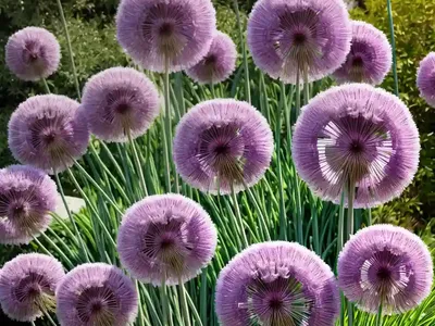 Allium ‘Miami’ (Ornamental Onion)