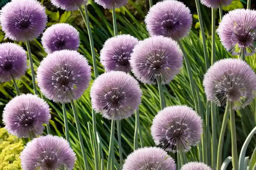 Allium ‘millenium’ (ornamental allium) — photo 2