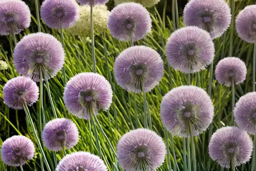 Allium ‘millenium’ (ornamental allium) — photo 3