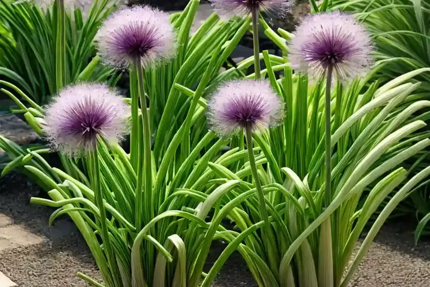 Allium moly (lily leek) — photo 3