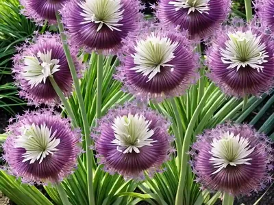 Allium Moly (Lily Leek)
