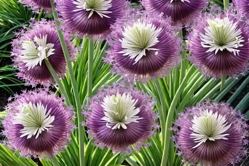Allium moly (lily leek)