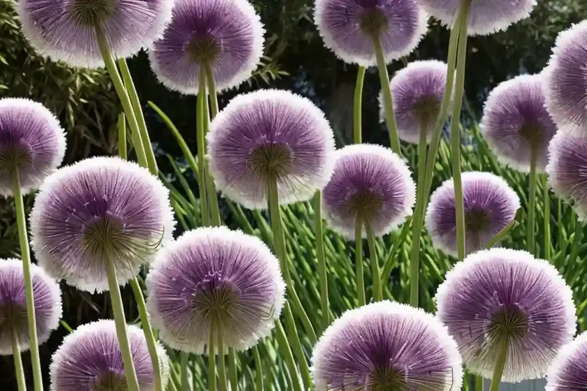 Allium ‘mont blanc’ (ornamental onion) — photo 2
