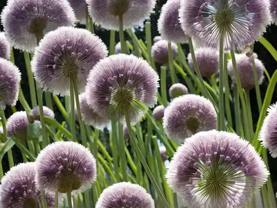 Allium ‘Mont Blanc’ (Ornamental Onion)