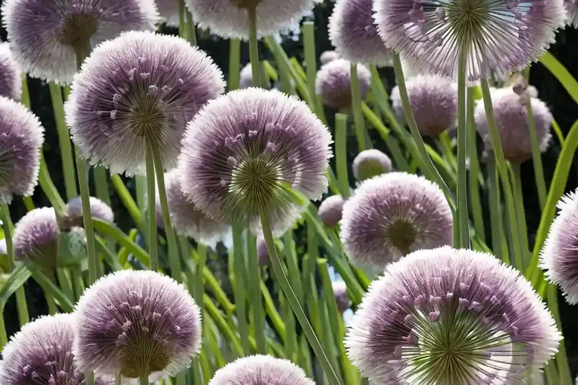 Allium ‘mont blanc’ (ornamental onion)