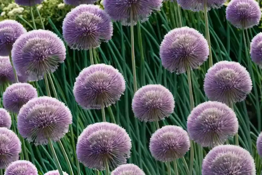 Allium ‘mount everest’ (ornamental onion) — photo 3