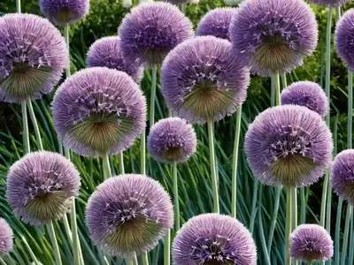 Allium ‘Mount Everest’ (Ornamental Onion)