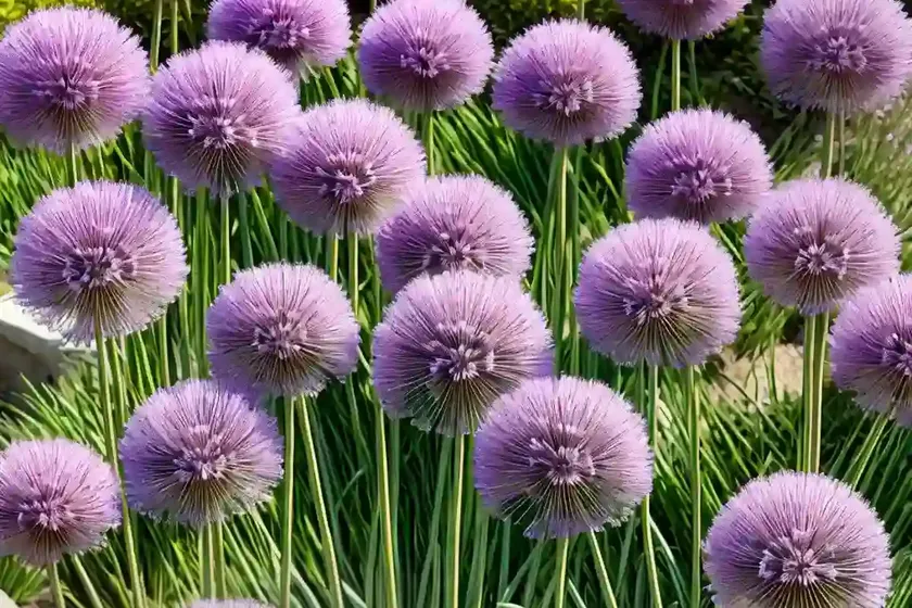Allium neapolitanum (ornamental onion) — photo 3