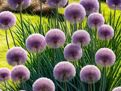Allium Neapolitanum (Ornamental Onion)