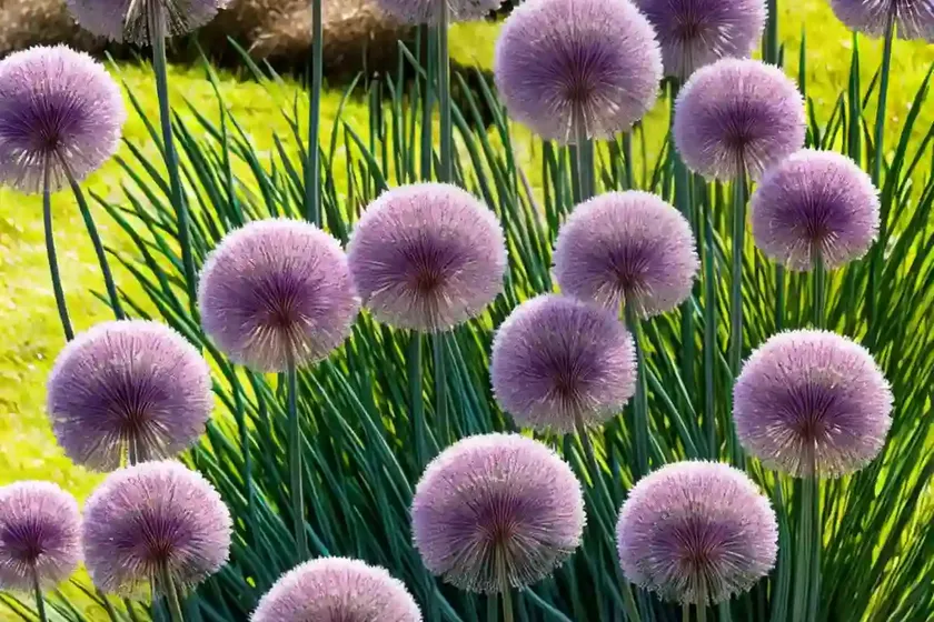 Allium neapolitanum (ornamental onion)