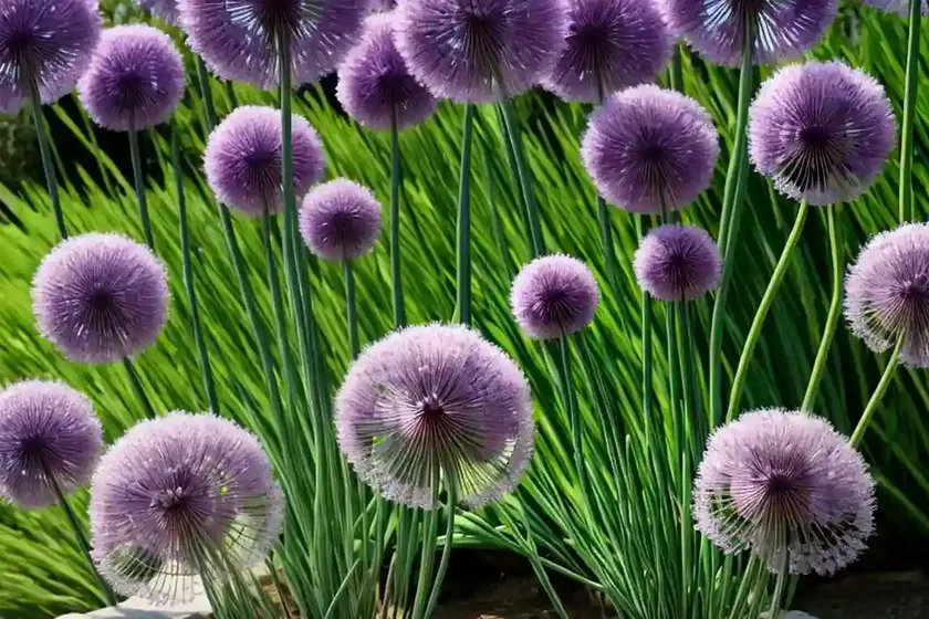 Allium nevskianum (turkistan onion) — photo 2