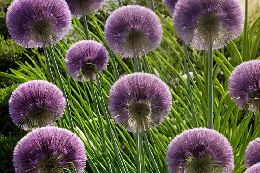 Allium nigrum (ornamental onion) — photo 3