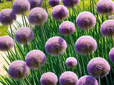 Allium Nigrum (Ornamental Onion)