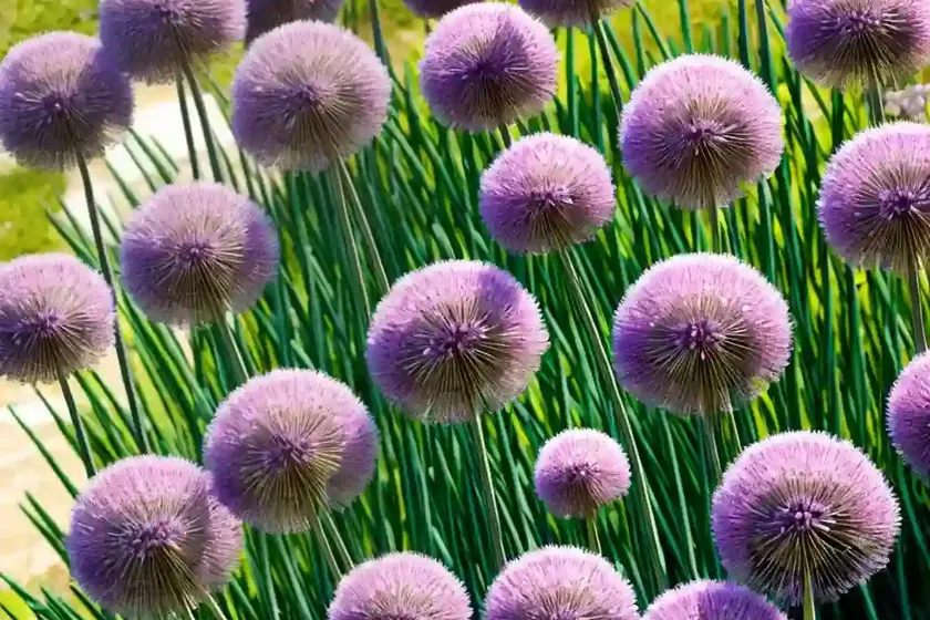 Allium nigrum (ornamental onion)