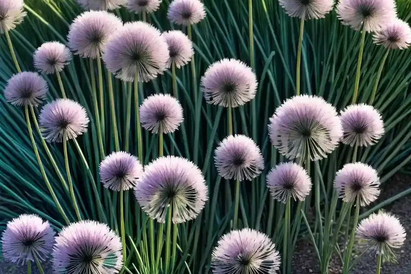 Allium nutans (siberian chives)