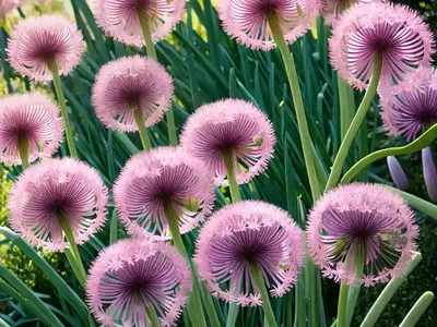 Allium Oreophilum (Pink Lily Leek)