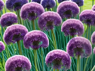 Allium ‘Pinball Wizard’ (Ornamental Onion)