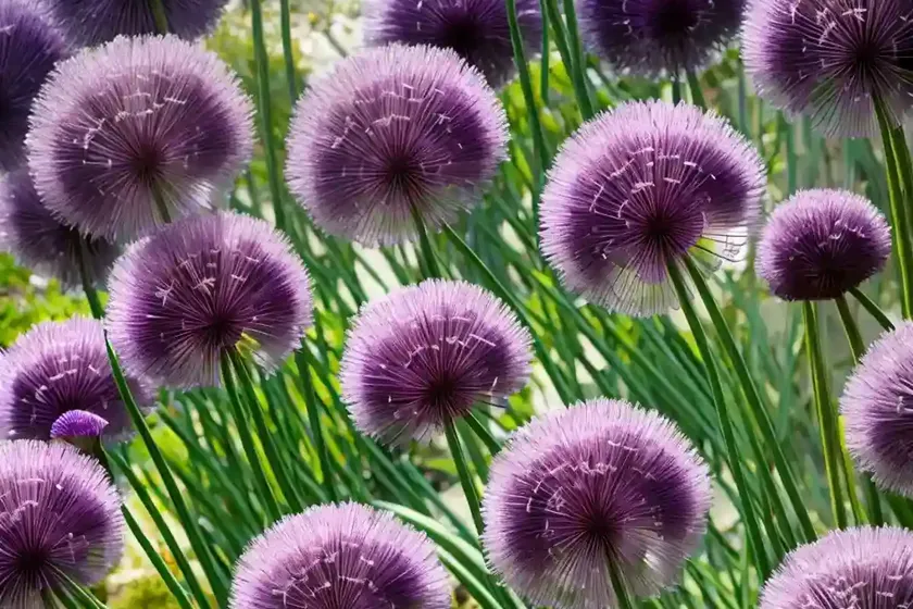 Allium ‘purple rain’ (ornamental onion) — photo 2