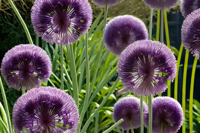 Allium ‘purple rain’ (ornamental onion) — photo 3