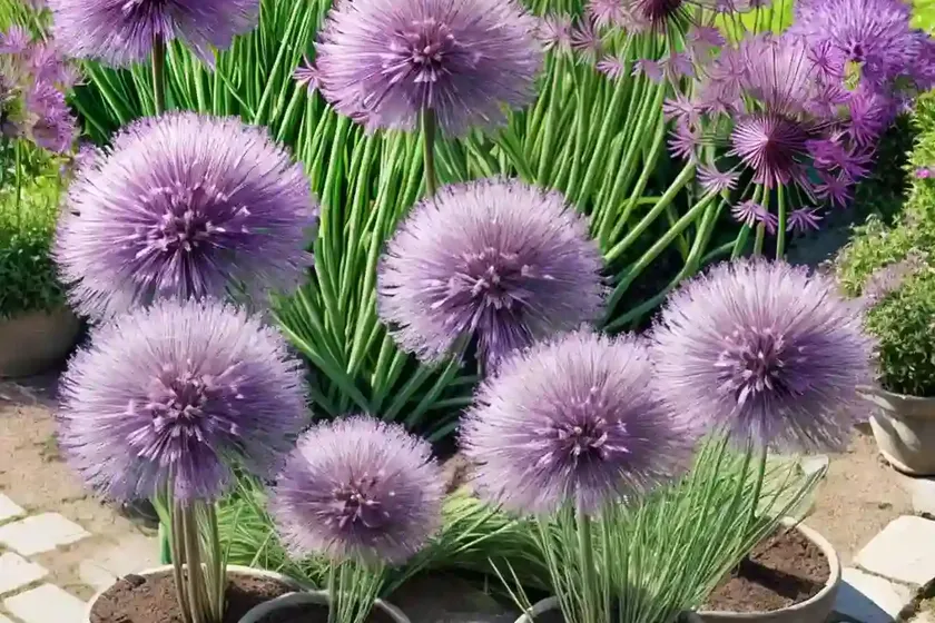 Allium rosenbachianum (showy persian onion) — photo 3