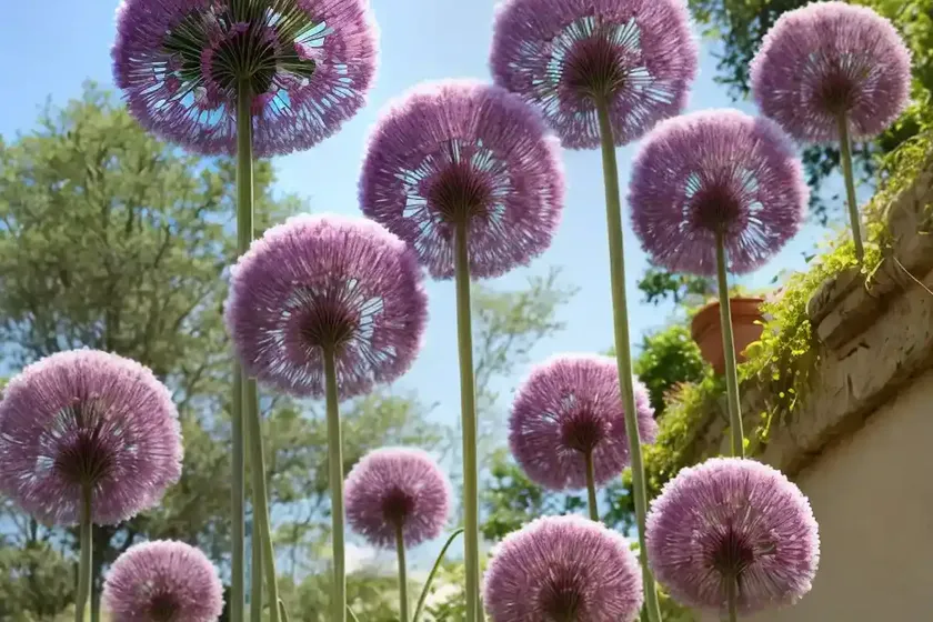 Allium roseum (rosy garlic) — photo 3