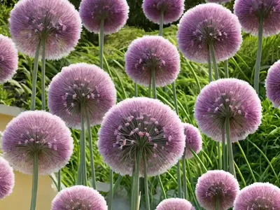 Allium Roseum (Rosy Garlic)