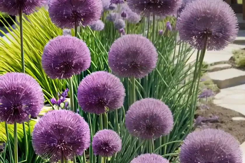 Allium ‘round and purple’ (ornamental onion) — photo 2
