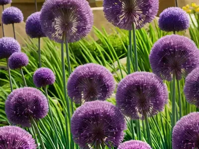 Allium ‘Round And Purple’ (Ornamental Onion)