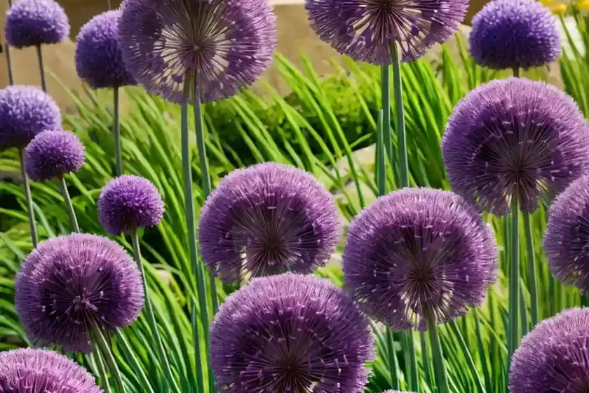 Allium ‘round and purple’ (ornamental onion)