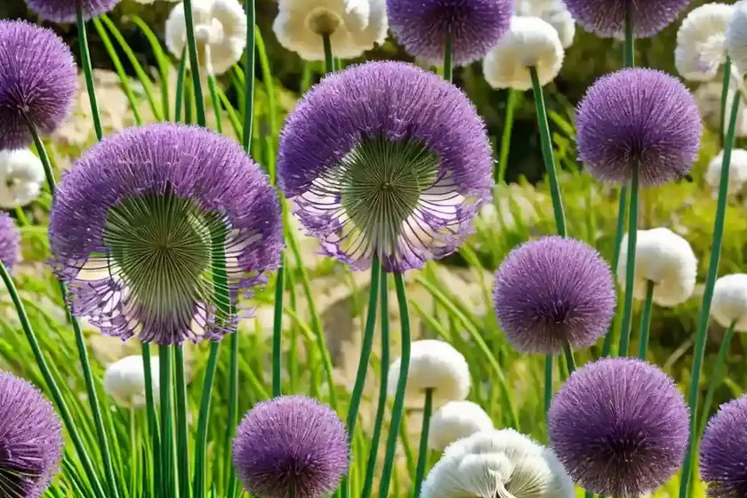Allium sativum (garlic) — photo 3