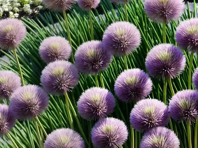 Allium Schoenoprasum (Chives)