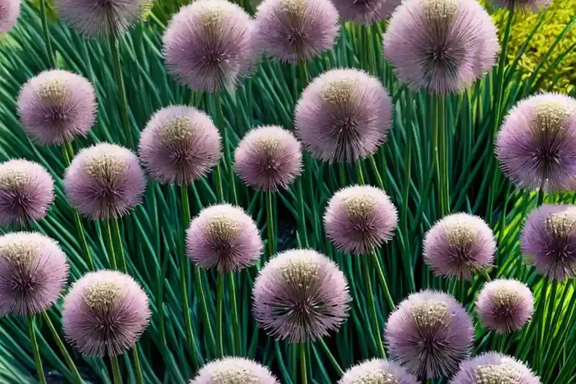 Allium schoenoprasum ‘forescate’ (chives) — photo 3
