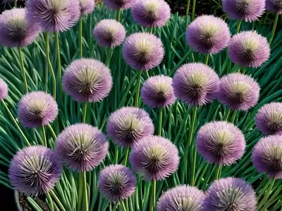 Allium Schoenoprasum ‘Forescate’ (Chives)