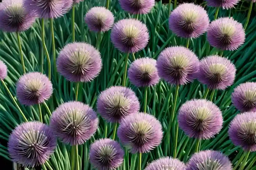 Allium schoenoprasum ‘forescate’ (chives)
