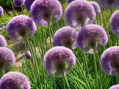 Allium Schubertii (Ornamental Onion)