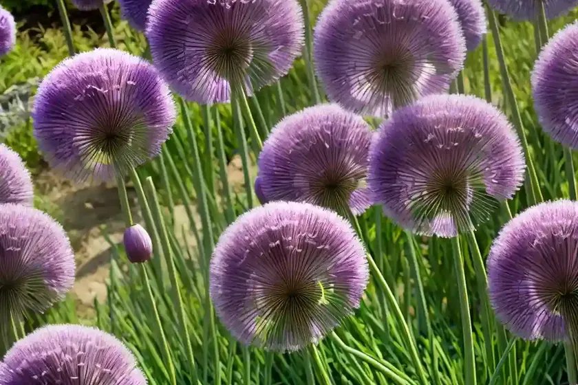 Allium schubertii (ornamental onion)