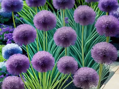 Allium Senescens ‘Blue Eddy’ (Ornamental Allium)