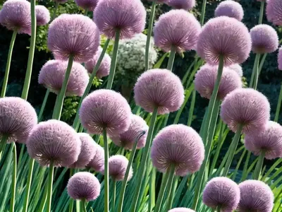 Allium Senescens ‘Pink Planet’ (Ornamental Allium)
