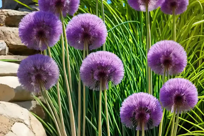 Allium sphaerocephalon (drumstick allium) — photo 3