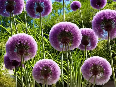 Allium Sphaerocephalon (Drumstick Allium)