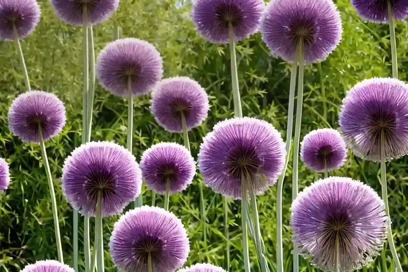 Allium stellatum (prairie onion) — photo 3