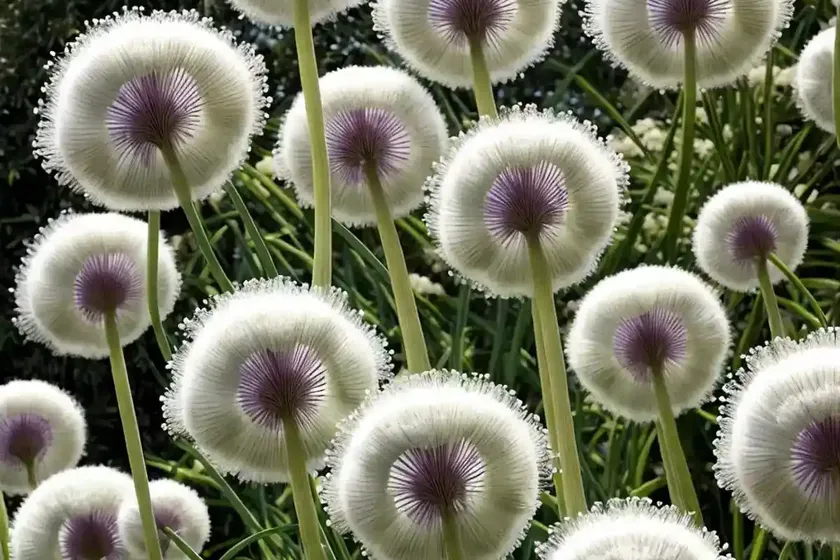 Allium stipitatum ‘white giant’ (ornamental onion) — photo 3