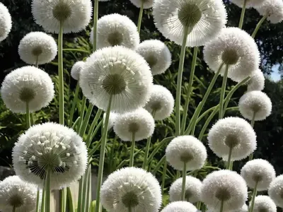 Allium Stipitatum ‘White Giant’ (Ornamental Onion)