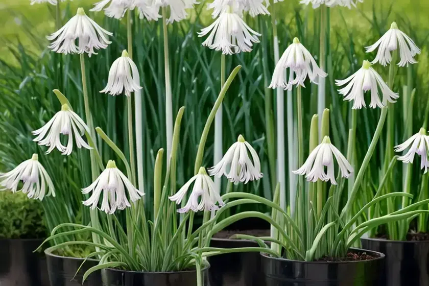 Allium triquetrum (three-cornered leek) — photo 2