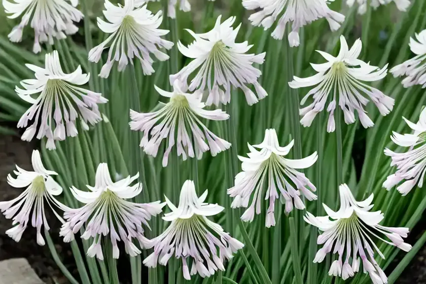 Allium triquetrum (three-cornered leek) — photo 3